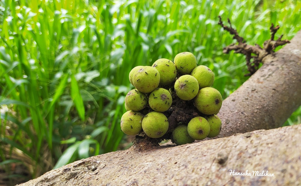 Ficus racemosa L.